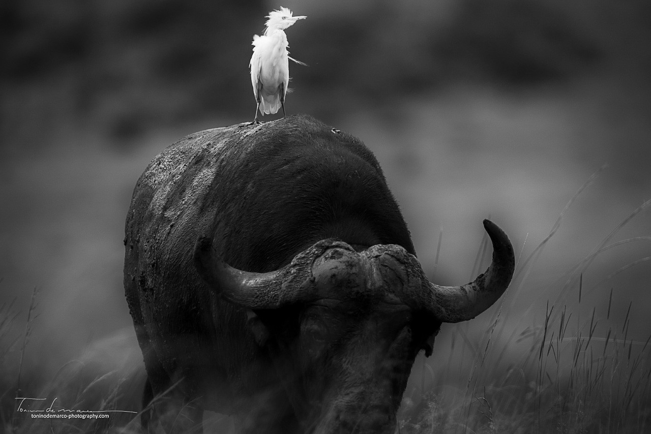 Wildlife B&W