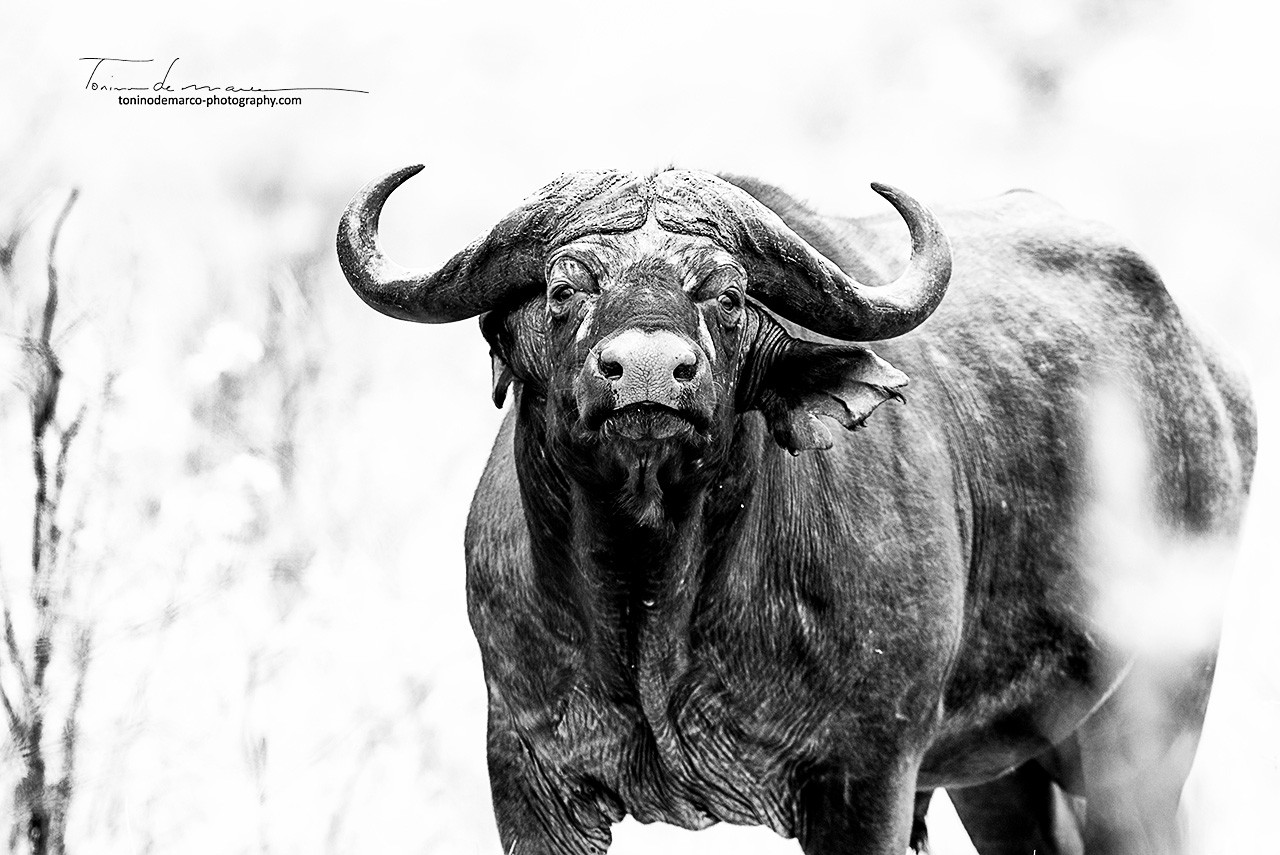 African Buffalo_BW_008