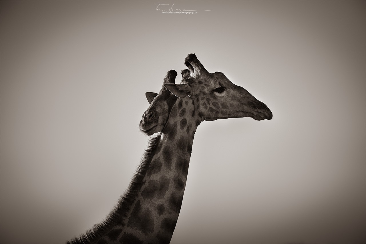 Giraffe_B&W_049