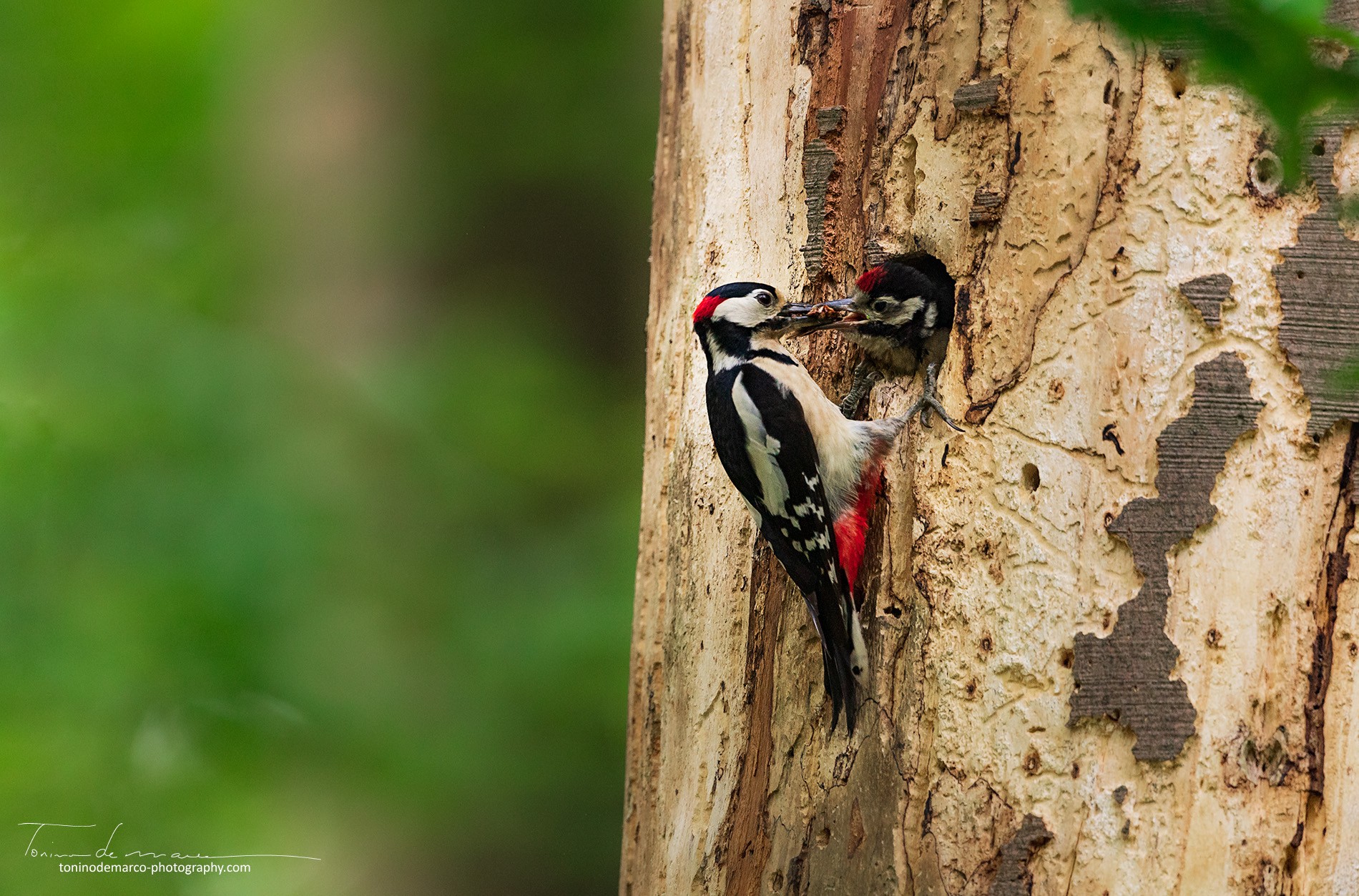 Great Spotted Woodpecker_Pic Epeiche_France_083