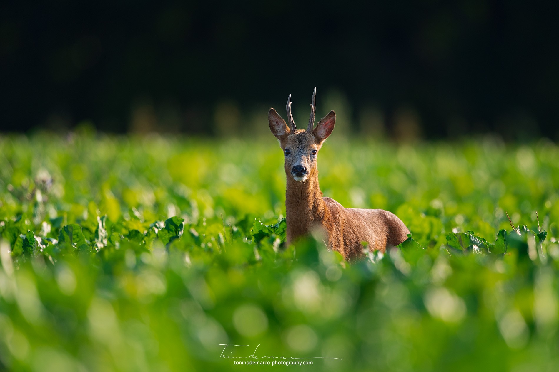 Roe Deer_Brocard_France_069