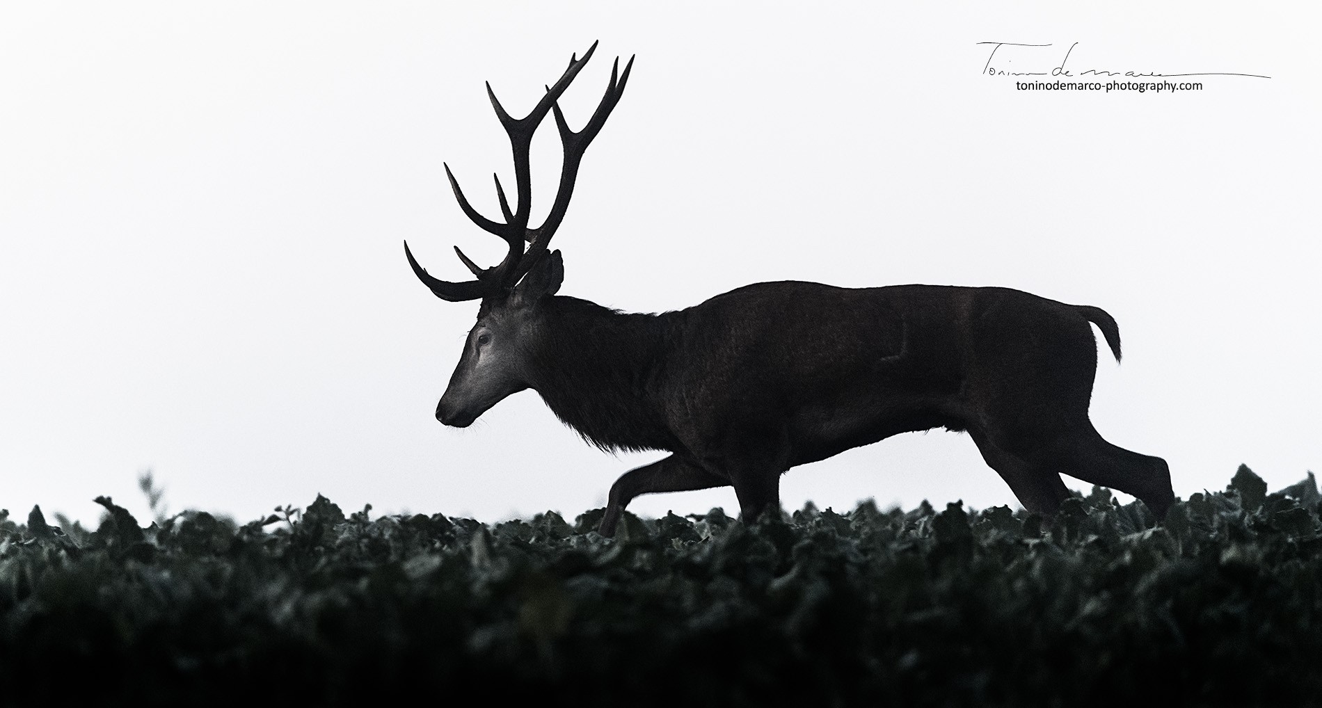 Deer_Cerf_France_027