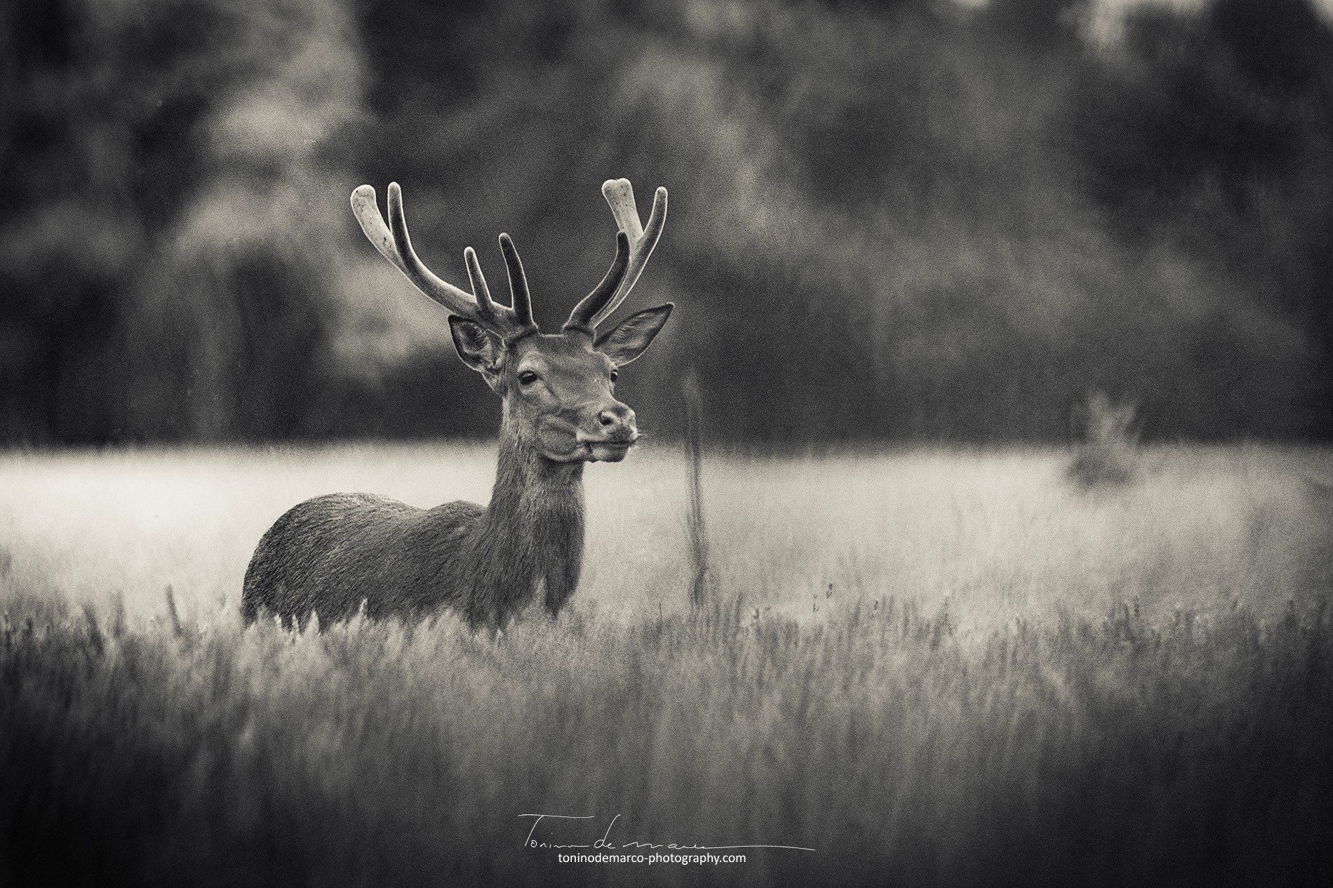 Deer_Cerf_France_039